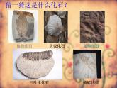小学六年级下册科学-3.2化石告诉我们什么-苏教版(11张)ppt课件