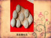 小学六年级下册科学-3.2化石告诉我们什么-苏教版(11张)ppt课件