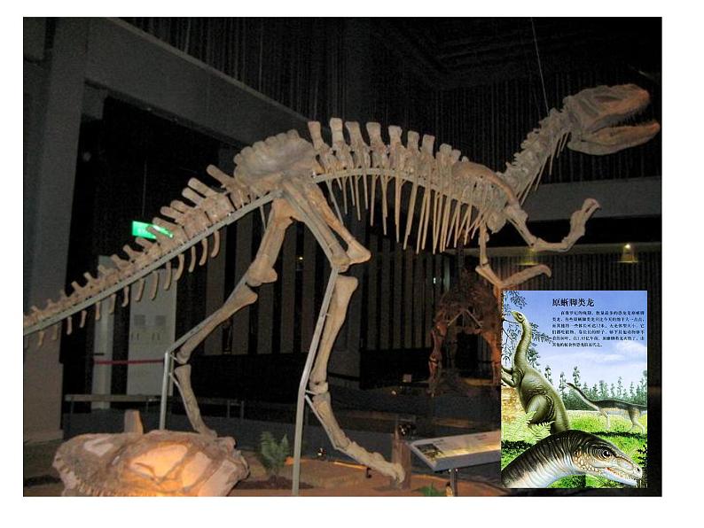 小学六年级下册科学-3.1消失了的恐龙-苏教版(22张)ppt课件05
