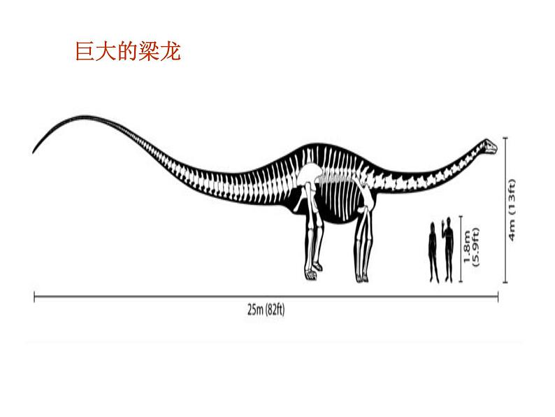 小学六年级下册科学-3.1消失了的恐龙-苏教版(22张)ppt课件06