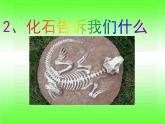 小学六年级下册科学-3.2化石告诉我们什么-苏教版(9张)ppt课件