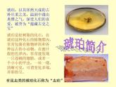 小学六年级下册科学-3.2化石告诉我们什么-苏教版(9张)ppt课件