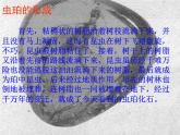 小学六年级下册科学-3.2化石告诉我们什么-苏教版(9张)ppt课件