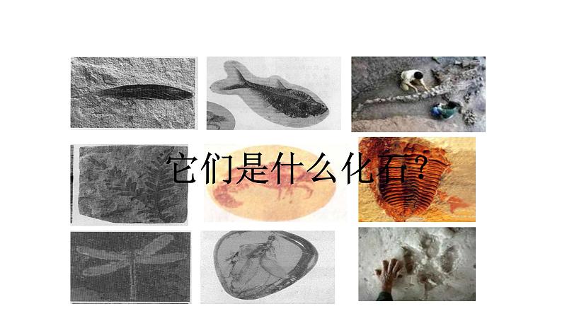 小学六年级下册科学-3.2化石告诉我们什么第一课时苏教版(30页)ppt课件第4页