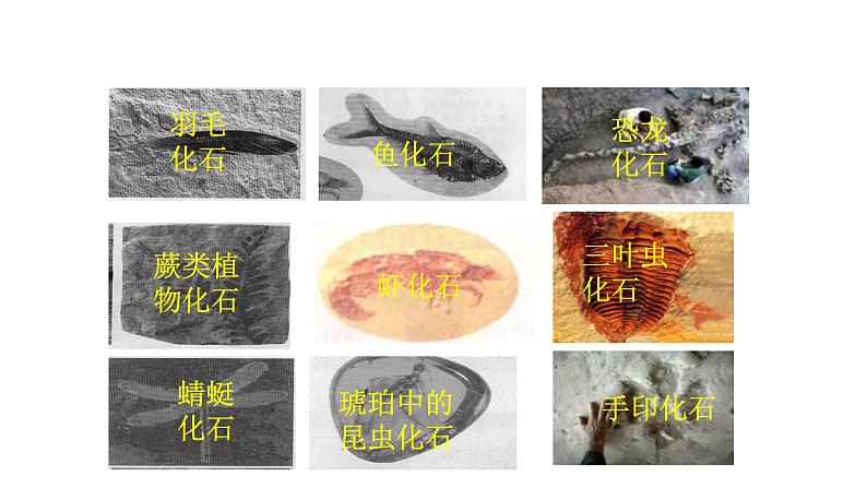 小学六年级下册科学-3.2化石告诉我们什么第一课时苏教版(30页)ppt课件第5页