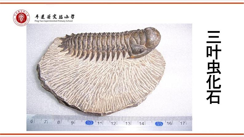 小学六年级下册科学-3.2化石告诉我们什么第一课时苏教版(30页)ppt课件第6页