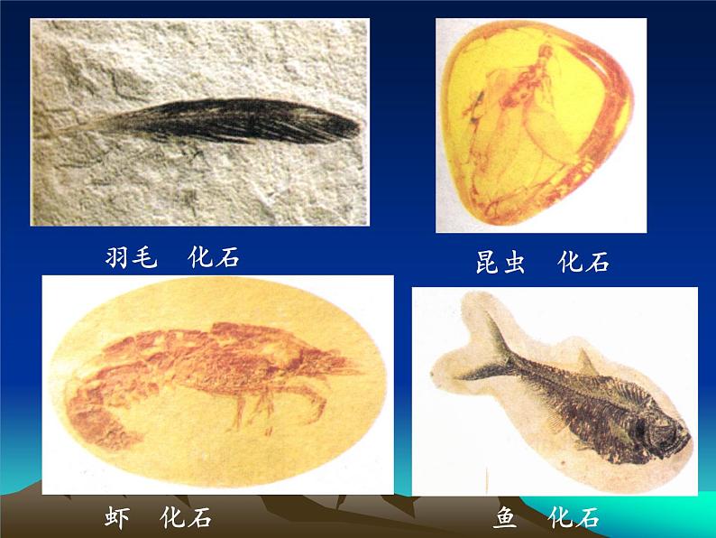 小学六年级下册科学-3.2化石告诉我们什么-苏教版(15张)(1)(1)ppt课件第3页