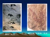 小学六年级下册科学-3.2化石告诉我们什么-苏教版(15张)(1)(1)ppt课件