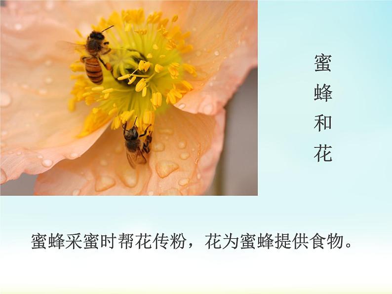 小学六年级下册科学-4.1寻找生物的家园-苏教版(11张)ppt课件第5页