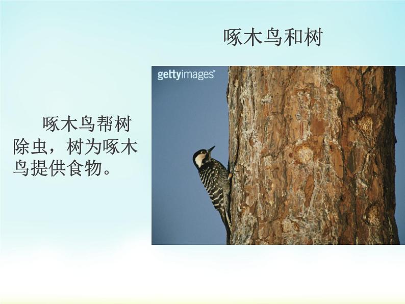 小学六年级下册科学-4.1寻找生物的家园-苏教版(11张)ppt课件第6页