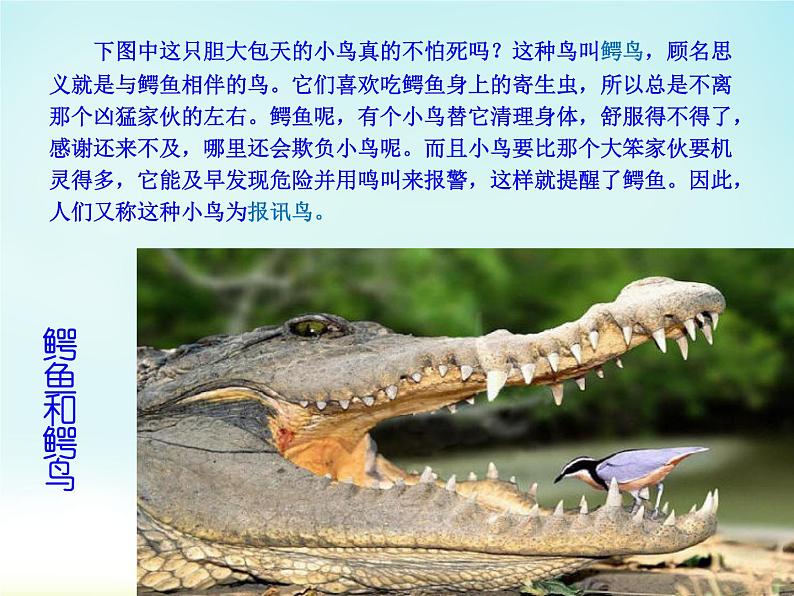 小学六年级下册科学-4.1寻找生物的家园-苏教版(11张)ppt课件第7页