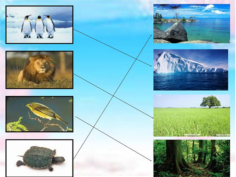 小学六年级下册科学-4.1寻找生物的家园-苏教版(25张)(1)ppt课件第7页