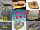 小学六年级下册科学-3.2化石告诉我们什么-苏教版(19张)ppt课件