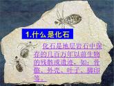 小学六年级下册科学-3.2化石告诉我们什么-苏教版(19张)ppt课件