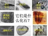 小学六年级下册科学-3.2化石告诉我们什么-苏教版(15张)ppt课件