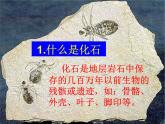 小学六年级下册科学-3.2化石告诉我们什么-苏教版(15张)ppt课件