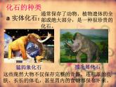 小学六年级下册科学-3.2化石告诉我们什么-苏教版(22张)ppt课件