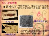 小学六年级下册科学-3.2化石告诉我们什么-苏教版(22张)ppt课件