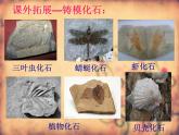 小学六年级下册科学-3.2化石告诉我们什么-苏教版(22张)ppt课件