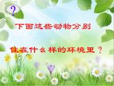 小学六年级下册科学-4.1寻找生物的家园-苏教版(26张)ppt课件