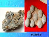 小学六年级下册科学-3.2化石告诉我们什么-苏教版(17张)ppt课件