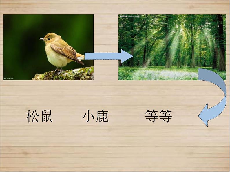 小学六年级下册科学-4.1寻找生物的家园-苏教版(23张)ppt课件第8页