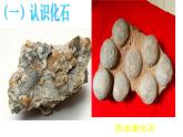 小学六年级下册科学-3.2化石告诉我们什么-苏教版(31张)(1)ppt课件