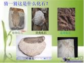 小学六年级下册科学-3.2化石告诉我们什么-苏教版(31张)(1)ppt课件