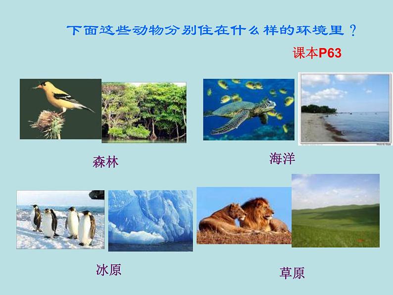 小学六年级下册科学-4.1寻找生物的家园-苏教版(25张)ppt课件第4页