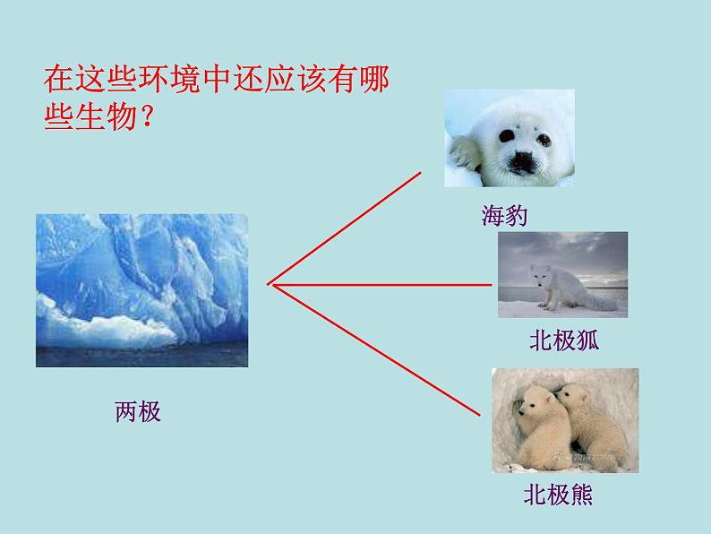 小学六年级下册科学-4.1寻找生物的家园-苏教版(25张)ppt课件第5页