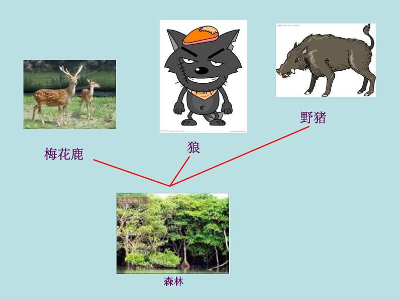 小学六年级下册科学-4.1寻找生物的家园-苏教版(25张)ppt课件第6页