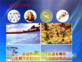 小学六年级下册科学-4.1寻找生物的家园-苏教版(30张)ppt课件
