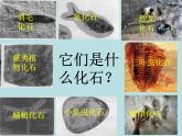 小学六年级下册科学-3.2化石告诉我们什么-苏教版(15张)(1)ppt课件
