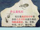 小学六年级下册科学-3.2化石告诉我们什么-苏教版(15张)(1)ppt课件