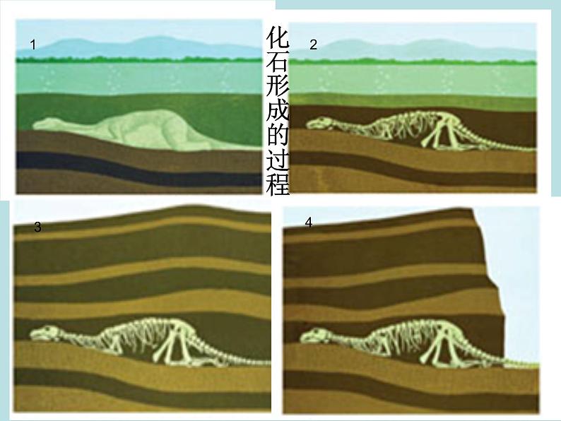 小学六年级下册科学-3.2化石告诉我们什么-苏教版(15张)(1)ppt课件第6页