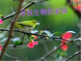小学六年级下册科学-4.1寻找生物的家园-苏教版(29张)ppt课件