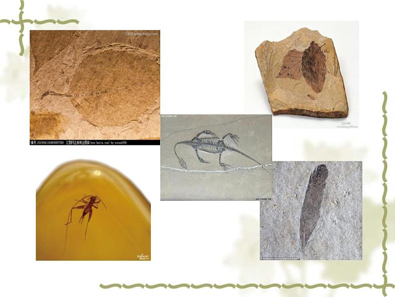 小学六年级下册科学-3.2化石告诉我们什么-苏教版(19张)ppt课件05