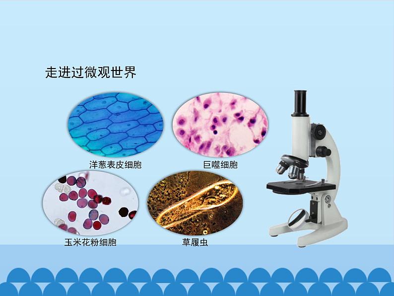 小学六年级下册科学-4.1我们的科学学习历程-湘科版(12张)ppt课件07