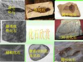 小学六年级下册科学-3.2化石告诉我们什么-苏教版(25张)ppt课件