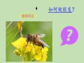 小学六年级下册科学-4.1寻找生物的家园-苏教版(11张)(1)ppt课件