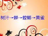 小学六年级下册科学-4.3有趣的食物链-苏教版(8张)(3)ppt课件