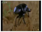 小学六年级下册科学-4.3有趣的食物链-苏教版(8张)(3)ppt课件