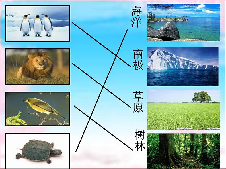 小学六年级下册科学-4.1寻找生物的家园-苏教版(39张)ppt课件06