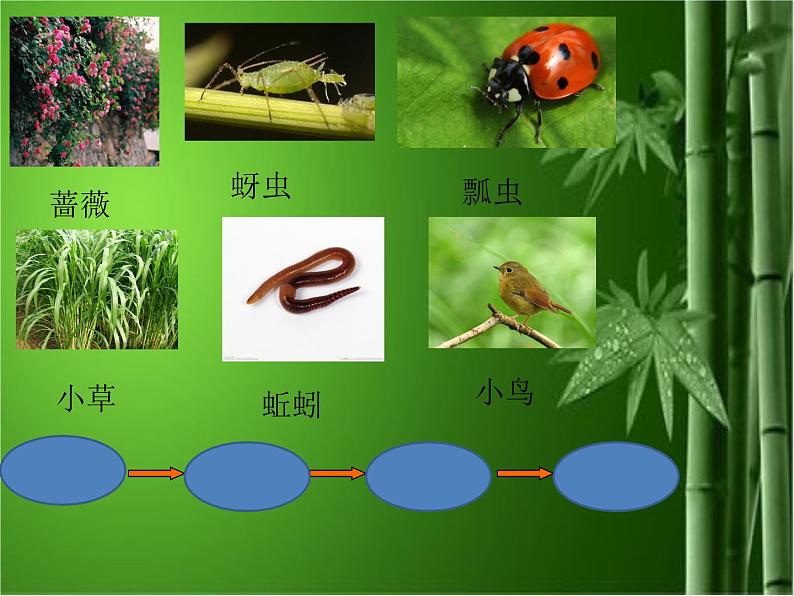 小学六年级下册科学-4.3有趣的食物链-苏教版(10张)(2)ppt课件第4页