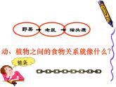 小学六年级下册科学-4.3有趣的食物链-苏教版(19张)(2)ppt课件