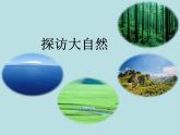 小学六年级下册科学-4.3有趣的食物链-苏教版(14张)(4)ppt课件