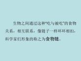 小学六年级下册科学-4.3有趣的食物链-苏教版(14张)(4)ppt课件