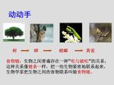 小学六年级下册科学-4.3有趣的食物链-苏教版(9张)(1)ppt课件