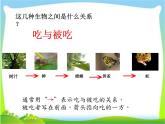 小学六年级下册科学-4.3有趣的食物链-苏教版(15张)ppt课件