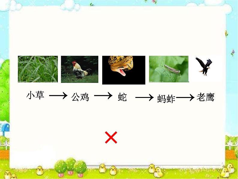 小学六年级下册科学-4.3有趣的食物链-苏教版(15张)ppt课件第6页